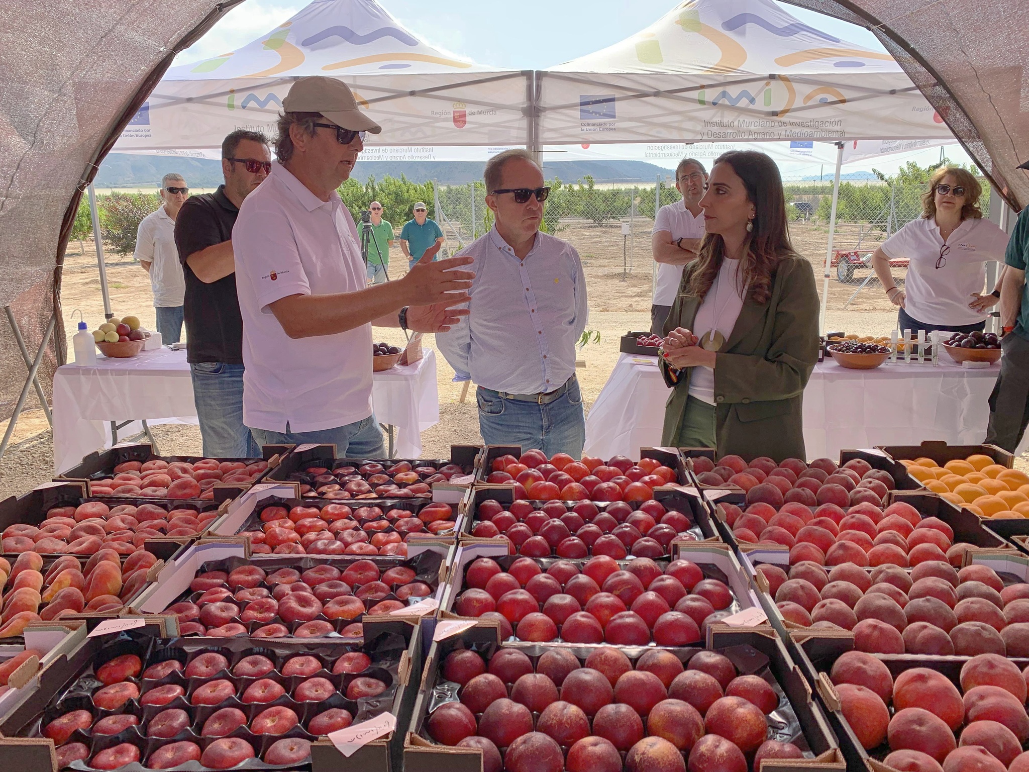 La Región de Murcia se reafirma como potencia en la investigación y el desarrollo de nuevas variedades de fruta de hueso de alta calidad